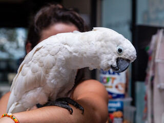 Cockatoo alba on a woman's arm