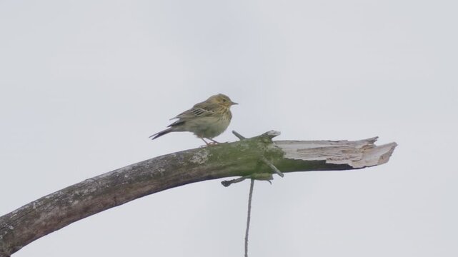 Tree Pipit (Anthus trivialis).  Close-up of a bird sitting on a tree branch.