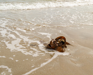 Kelp washed up on ballywalter beach