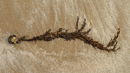 Brown seaweed on a sandy beach attached to a rock