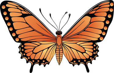 butterfly on white background