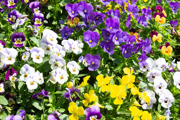 Colorful flowers in a sunny flower garden