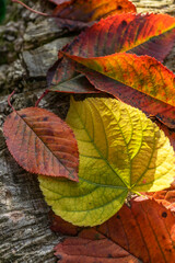 Colorfull leaves on the ground