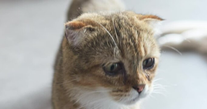 Scottish fold cat focusing close up, revealing distinctive folded ears, soulful eyes, embodying breed's charming genetic trait with soft fur and endearing expression