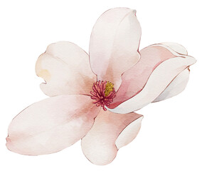 Watercolor magnolia flower © yuliia lashevska