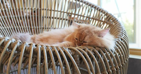 Ginger cat resting comfortably on woven chair, relaxing in soft sunlight filtering through nearby window, embodying feline serenity