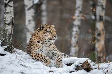 Fototapeta premium Leopard Wildlife Snow Winter Forest Nature Habitat Animal Photography