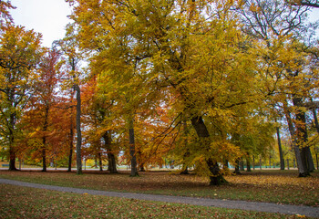 Autumn park with yellow and orange trees and footpath on a cloudy day