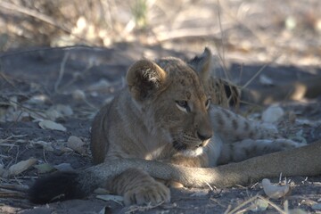Naklejka premium lion in wild savanna , Animal of africa