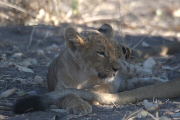 Naklejka premium lion in wild savanna , Animal of africa