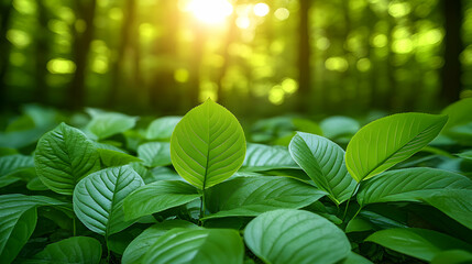 Fototapeta premium Lush green leaves bathed in sunlight, creating a vibrant natural background. Perfect for eco-friendly themes.