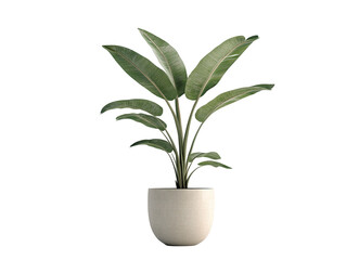 Fototapeta premium Realistic Plant Potted