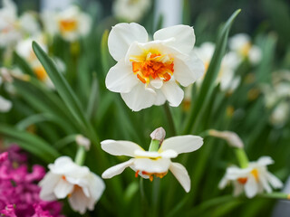 Fototapeta premium White and Orange Double Daffodils Blooming in Spring