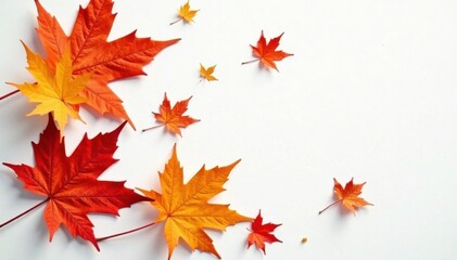 Fototapeta premium Vibrant orange maple leaves, crisp edges, white background , september, vibrant