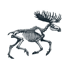 Fototapeta premium The moose skeleton – Black and White Icon Vector and Illustration