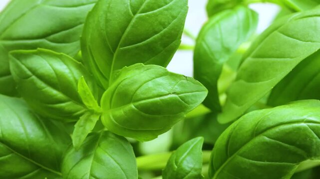 bouquet de basilic, en gros plan, sur une table