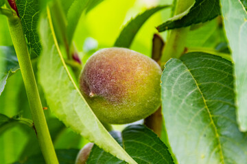 Unripe peach fruits on branch of the tree