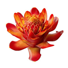 Vibrant Red and Orange Torch Ginger Flower Close-Up
