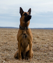 beautiful Malinois dog playing with a ball outdoors