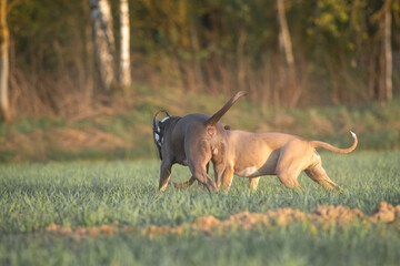 Two purebred Staffordshire Terrier dogs play on a summer field.
