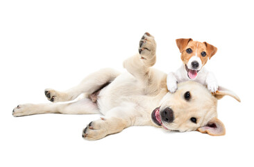 Cute labrador and jack russell terrier puppies playing together isolated on white background