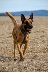 beautiful Malinois dog playing with a ball outdoors