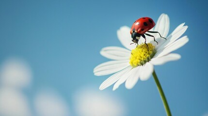 Fototapeta premium A bug climbing the stem of a flower during a bright sunny day