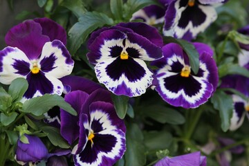 Viola wittrockiana with bright and colorful flowers on a blurred background
