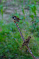 Gorriones nepalíes en Ramechat - Nepal