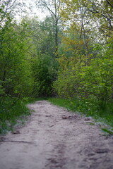 Fototapeta premium road in the forest