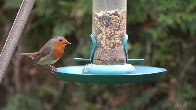 robin at the feeder
