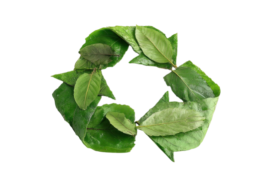 Green leaves recycle on transparent background