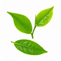 Obraz premium Fresh Green Leaves Isolated on White Background