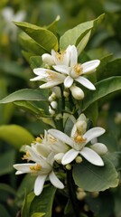 Obraz premium Captivating close up of delicate white citrus blossoms and lush green leaves in soft natural light a serene botanical scene showcasing nature's beauty
