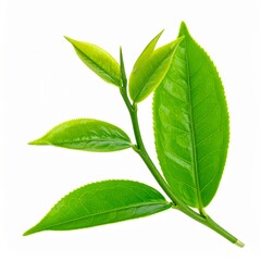 Fototapeta premium Fresh Green Tea Leaves Isolated on White Background
