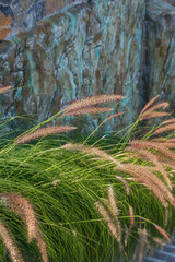 Beautiful Grass leaves with white sun light in the morning, Flower grass at pathway stair,garden beside road, Green leaves of grass in garden with sunrise, Abstract nature background.
