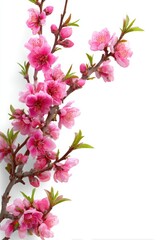 Delicate peach blossom branch with vibrant pink petals and fresh green leaves against a pristine white background creating a serene and inviting spring aesthetic