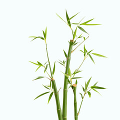 bamboo with leaves isolated on white