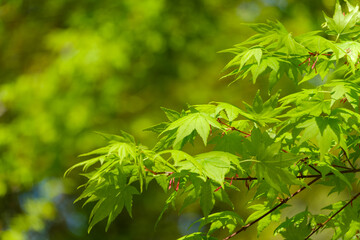 新緑のモミジの枝