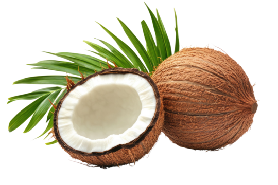 Coconut trees isolated on white background PNG