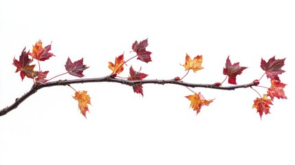 Red and yellow maple leaves on a branch isolated on white background.