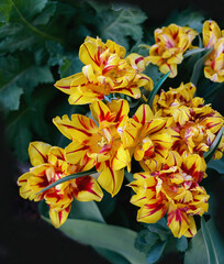 Gefüllt blühende Papagei Tulpen in Draufsicht 