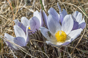A fly visiting blooming prairie crocus; life waking up in very early Spring on the Canadian prairie.