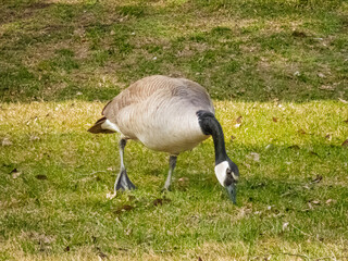 Canada goose foraging in very early Spring with a little bit of green showing among the dry, post winter grass field.