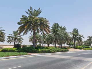 Palm Tree, View of Palm tree with Blue SKY background, Date tree or Arabic palm tree with Date on it
Palm trees with Dates fruits on its, trees Loaded with fruits Bunches.
Road side Dates trees food