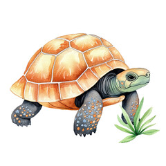 Obraz premium Detailed Illustration of a Ploughshare Tortoise in a Natural Setting with Lush Greenery and Vibrant Colors
