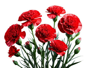 Fototapeta premium Panoramic view with carnation sclhabaud.png