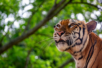 Close up of a Sumatran tiger or Panthera tigris sumatrae under some trees on a safari