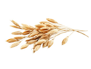 Isolated Bundle of Wheat Grains