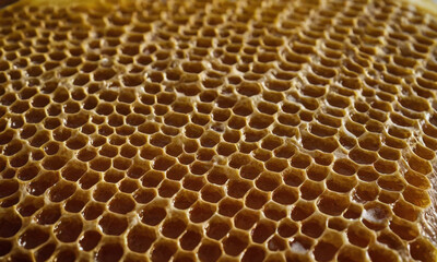 A detailed view of a beehive's honeycombs, perfect for uses in nature or science contexts